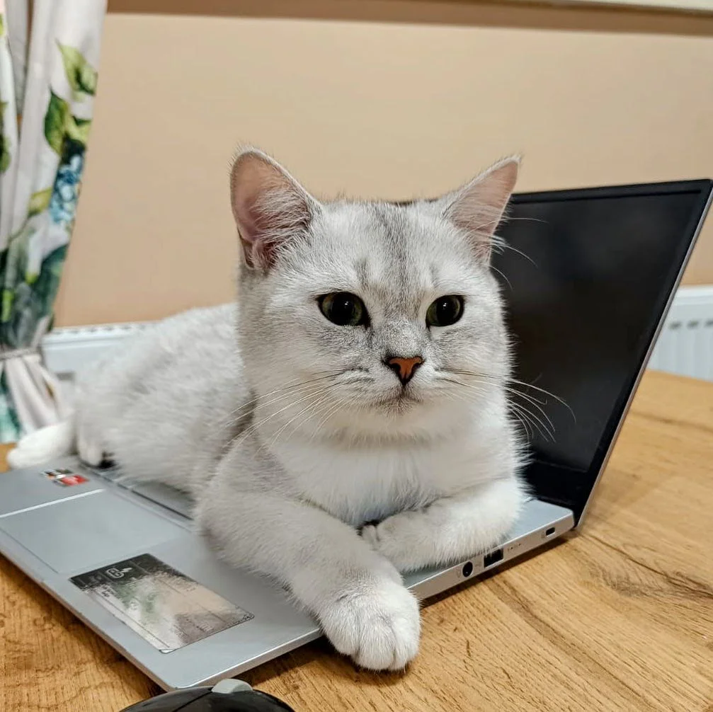 Biały kot leżący na laptopie, z myszką komputerową obok, na drewnianym stole, w domowym otoczeniu.